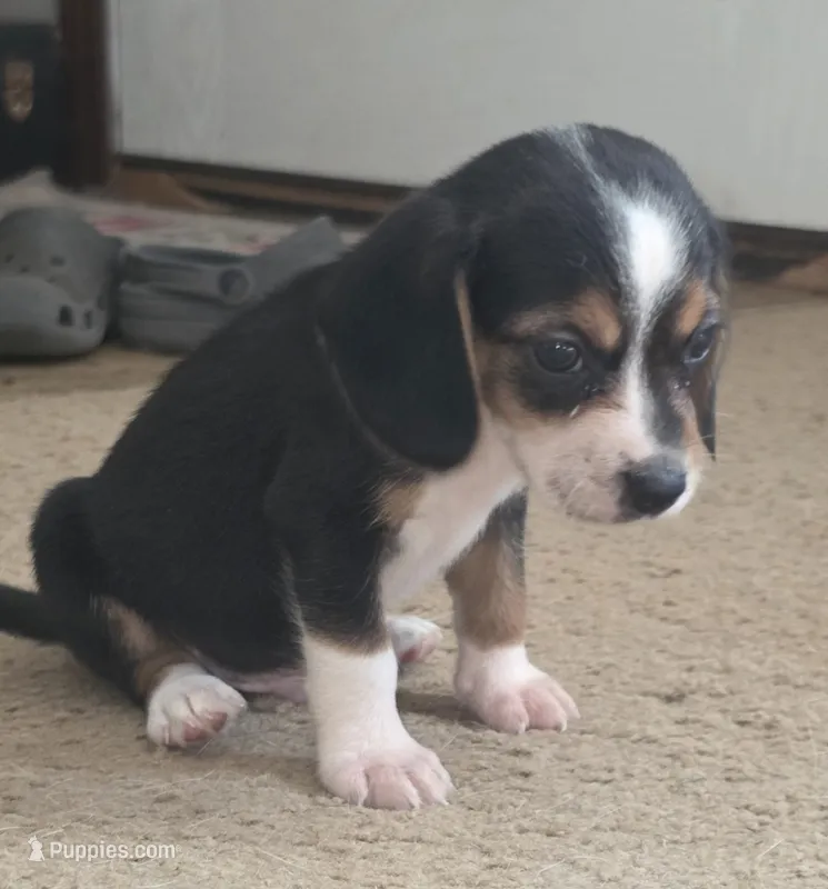 Pj – Beagle puppy for sale in Madison, NC