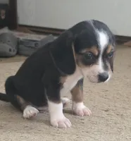 Pj, a male Beagle for sale in Madison, NC – 1 of 1