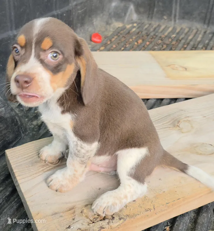 Rocky – Beagle puppy for sale in Madison, NC