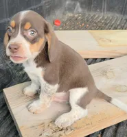 Rocky, a male Beagle for sale in Madison, NC – 1 of 4