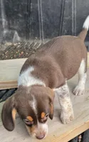Rocky, a male Beagle for sale in Madison, NC – 2 of 4