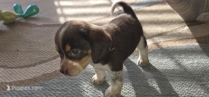 Rocky – Beagle puppy for sale in Madison, NC