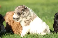 Butterfly, a female Miniature Goldendoodle for sale in Grants Pass, OR – 5 of 6