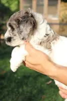 Butterfly, a female Miniature Goldendoodle for sale in Grants Pass, OR – 6 of 6