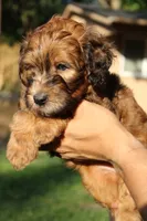 Bee, a male Miniature Goldendoodle for sale in Grants Pass, OR – 3 of 3