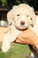 Ladybug, a female Miniature Goldendoodle for sale in Grants Pass, OR – 2 of 3