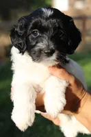 Junebug , a female Miniature Goldendoodle for sale in Grants Pass, OR – 2 of 3