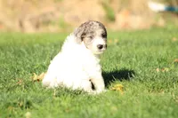 Butterfly, a female Miniature Goldendoodle for sale in Grants Pass, OR – 4 of 6