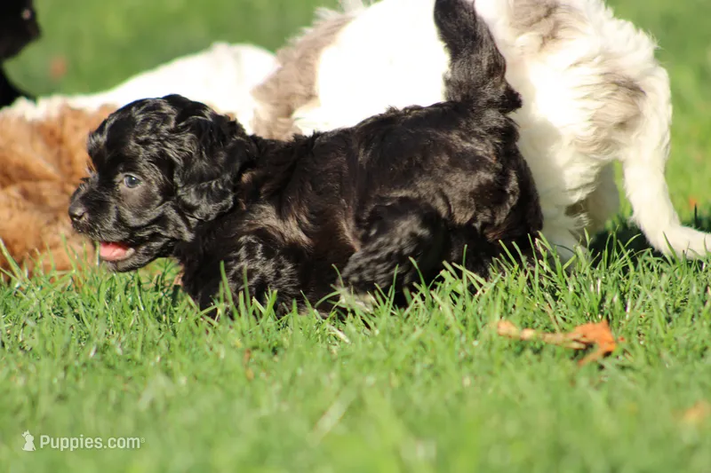 Male  – Havapoo puppy for sale in Grants Pass, OR