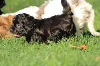 Male , a male Havapoo for sale in Grants Pass, OR – 1 of 3