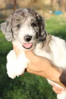 Butterfly, a female Miniature Goldendoodle for sale in Grants Pass, OR – 1 of 6