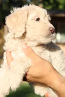 Ladybug, a female Miniature Goldendoodle for sale in Grants Pass, OR – 1 of 3