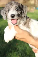 Butterfly, a female Miniature Goldendoodle for sale in Grants Pass, OR – 3 of 6