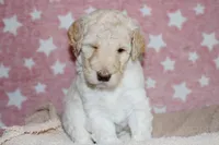 Hera, a female Labradoodle for sale in Grants Pass, OR – 1 of 6