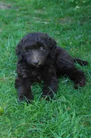 Orion, a male Labradoodle for sale in Grants Pass, OR – 8 of 8