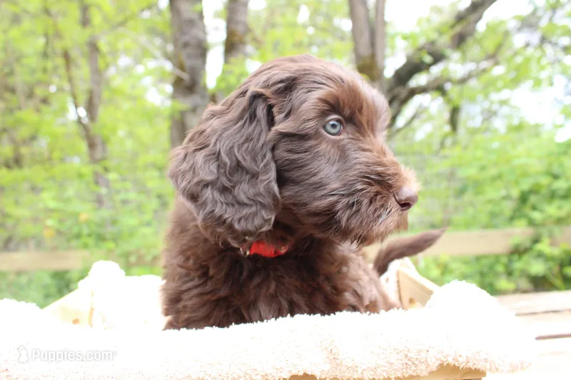 Orion – Labradoodle puppy for sale in Grants Pass, OR
