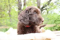 Orion, a male Labradoodle for sale in Grants Pass, OR – Photo 1 of 3