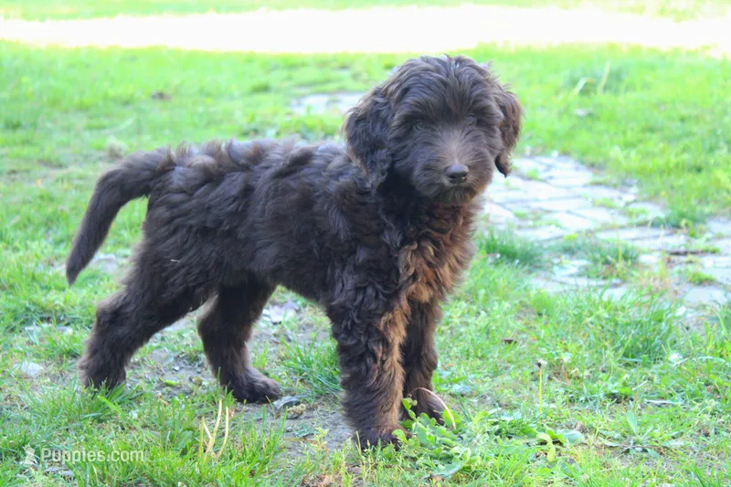 Orion, a male Labradoodle for sale in Grants Pass, OR – 1 of 8
