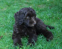 Orion, a male Labradoodle for sale in Grants Pass, OR – 2 of 8