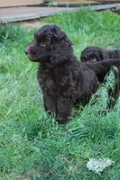 Orion, a male Labradoodle for sale in Grants Pass, OR – 7 of 8