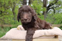 Orion, a male Labradoodle for sale in Grants Pass, OR – Photo 2 of 3