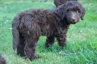 Orion, a male Labradoodle for sale in Grants Pass, OR – 3 of 8