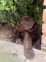 Orion, a male Labradoodle for sale in Grants Pass, OR – Photo 3 of 3