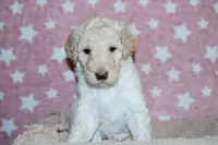Hera, a female Labradoodle for sale in Grants Pass, OR – 5 of 6