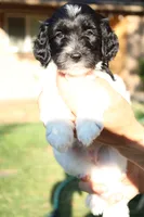 Junebug , a female Miniature Goldendoodle for sale in Grants Pass, OR – 3 of 3