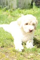 Hera, a female Labradoodle for sale in Grants Pass, OR – 2 of 6