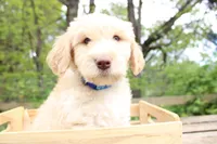 Zeus, a male Labradoodle for sale in Grants Pass, OR – Photo 6 of 6