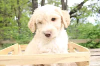 Zeus, a male Labradoodle for sale in Grants Pass, OR – Photo 4 of 6