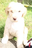Zeus, a male Labradoodle for sale in Grants Pass, OR – Photo 3 of 6