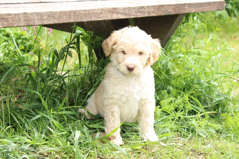 Zeus – Labradoodle puppy for sale in Grants Pass, OR