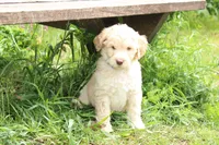 Zeus, a male Labradoodle for sale in Grants Pass, OR – Photo 1 of 6