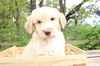 Zeus, a male Labradoodle for sale in Grants Pass, OR – Photo 2 of 6