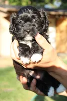 Female, a female Havapoo for sale in Grants Pass, OR – 2 of 2