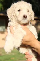 Ladybug, a female Miniature Goldendoodle for sale in Grants Pass, OR – 3 of 3