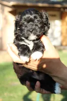 Female, a female Havapoo for sale in Grants Pass, OR – 1 of 2