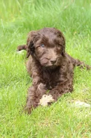 Eros, a male Labradoodle for sale in Grants Pass, OR – Photo 2 of 5