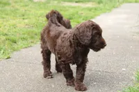 Eros, a male Labradoodle for sale in Grants Pass, OR – Photo 5 of 5