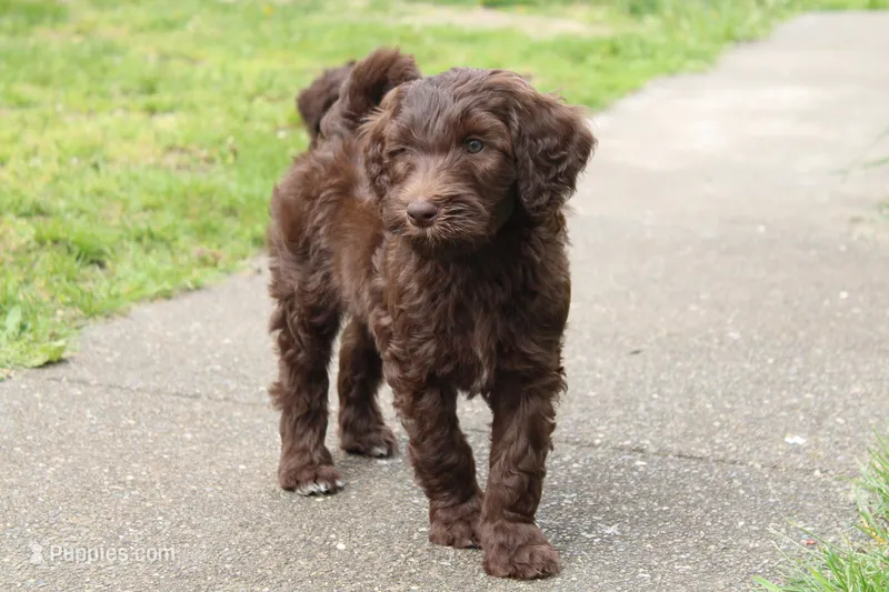 Eros – Labradoodle puppy for sale in Grants Pass, OR