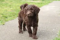 Eros, a male Labradoodle for sale in Grants Pass, OR – Photo 1 of 5