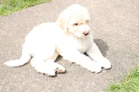 Hera, a female Labradoodle for sale in Grants Pass, OR – 4 of 6