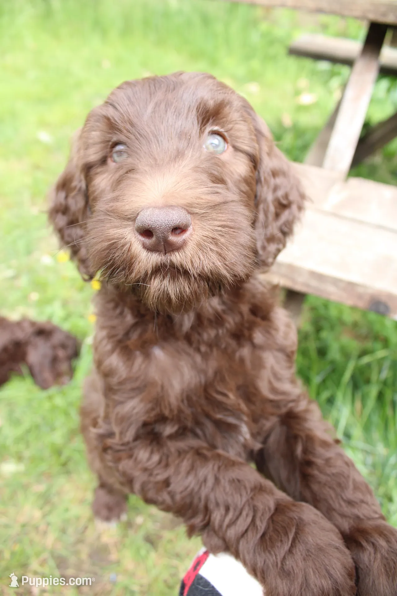 Eros, a male Labradoodle for sale in Grants Pass, OR – Photo 4 of 5