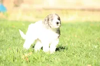 Butterfly, a female Miniature Goldendoodle for sale in Grants Pass, OR – 2 of 6