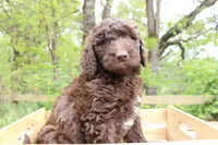 Artemis, a female Labradoodle for sale in Grants Pass, OR – Photo 2 of 4