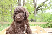 Artemis, a female Labradoodle for sale in Grants Pass, OR – Photo 4 of 4