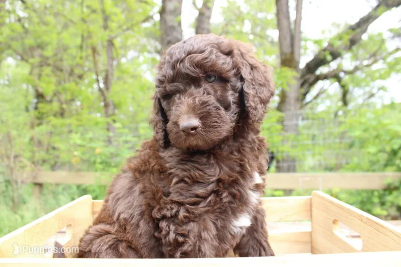 Artemis – Labradoodle puppy for sale in Grants Pass, OR