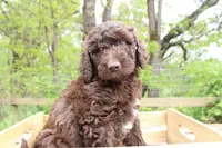 Artemis, a female Labradoodle for sale in Grants Pass, OR – Photo 3 of 4